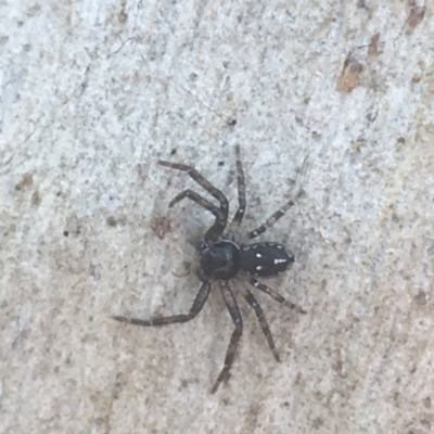 Tharpyna campestrata (Country Crab Spider) at Downer, ACT - 6 Apr 2021 by Ned_Johnston