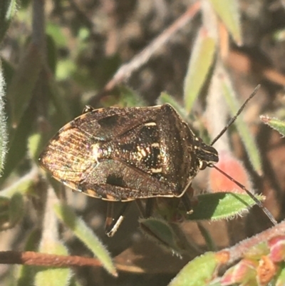 Cermatulus nasalis (Predatory shield bug, Glossy shield bug) at Downer, ACT - 6 Apr 2021 by NedJohnston