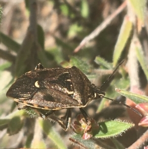 Cermatulus nasalis at Downer, ACT - 6 Apr 2021