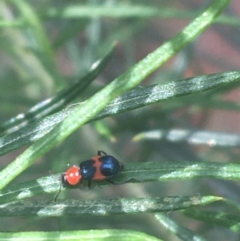 Dicranolaius cinctus (Notched-leg Red & Blue Flower Beetle) at Downer, ACT - 6 Apr 2021 by NedJohnston