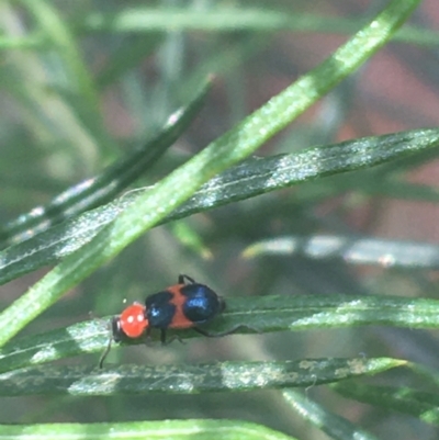 Dicranolaius cinctus (Notched-leg Red & Blue Flower Beetle) at Downer, ACT - 6 Apr 2021 by NedJohnston