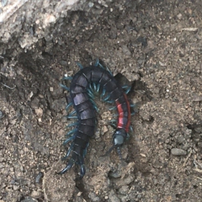 Scolopendra laeta (Giant Centipede) at Downer, ACT - 6 Apr 2021 by Ned_Johnston