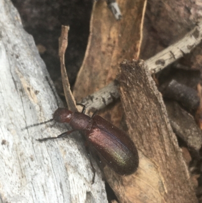 Lagriini sp. (tribe) (Unidentified lagriine darkling beetle) at Downer, ACT - 6 Apr 2021 by Ned_Johnston