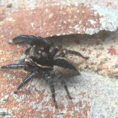 Jotus auripes (Jumping spider) at Downer, ACT - 6 Apr 2021 by NedJohnston