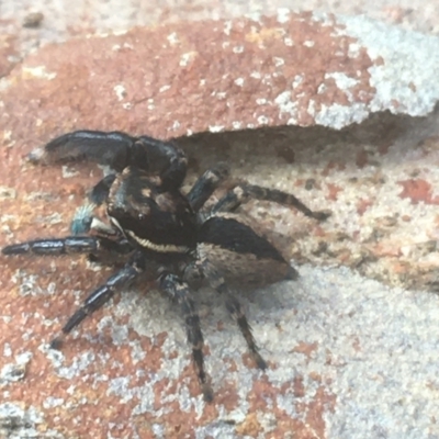 Jotus auripes (Jumping spider) at Downer, ACT - 6 Apr 2021 by Ned_Johnston