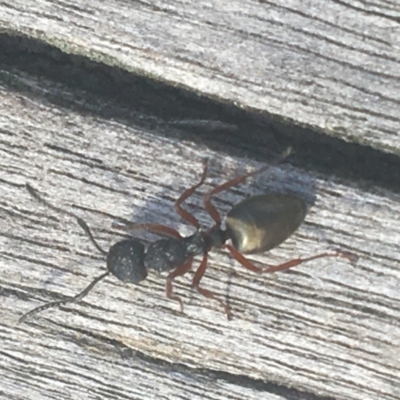 Dolichoderus scabridus (Dolly ant) at Downer, ACT - 6 Apr 2021 by Ned_Johnston