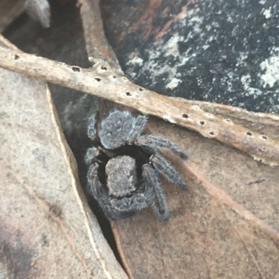 Maratus vespertilio (Bat-like peacock spider) at Downer, ACT - 6 Apr 2021 by NedJohnston