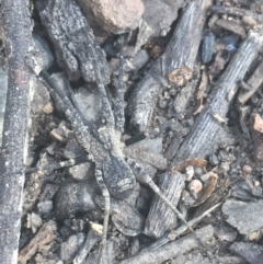 Unidentified Water spider (Pisauridae) at Acton, ACT - 6 Apr 2021 by NedJohnston