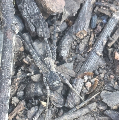 Unidentified Water spider (Pisauridae) at Acton, ACT - 6 Apr 2021 by NedJohnston