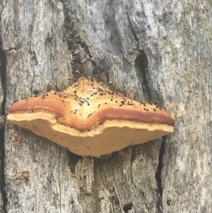 zz Polypore (shelf/hoof-like) at Downer, ACT - 6 Apr 2021 12:45 PM