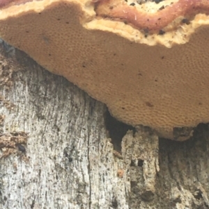 zz Polypore (shelf/hoof-like) at Downer, ACT - 6 Apr 2021 12:45 PM