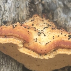 zz Polypore (shelf/hoof-like) at Downer, ACT - 6 Apr 2021 12:45 PM