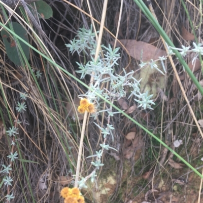 Chrysocephalum apiculatum (Common Everlasting) at Downer, ACT - 6 Apr 2021 by Ned_Johnston