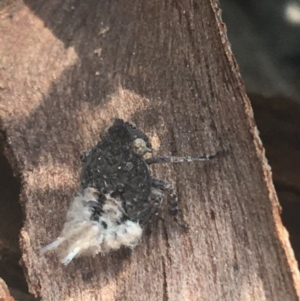 Fulgoroidea sp. (superfamily) at Downer, ACT - 6 Apr 2021