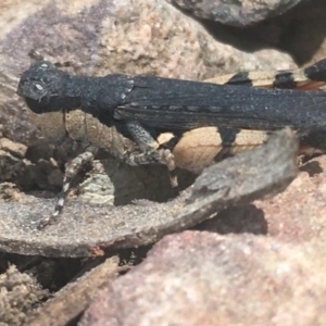 Pycnostictus sp. 1 at Acton, ACT - 6 Apr 2021