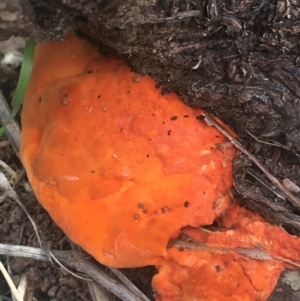 Trametes coccinea at O'Connor, ACT - 6 Apr 2021