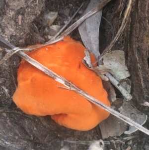 Trametes coccinea at O'Connor, ACT - 6 Apr 2021