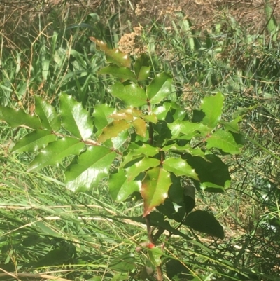 Berberis aquifolium (Oregon Grape) at O'Connor, ACT - 6 Apr 2021 by NedJohnston