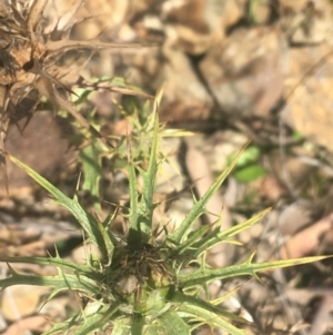 Carthamus lanatus at Acton, ACT - 6 Apr 2021 11:13 AM