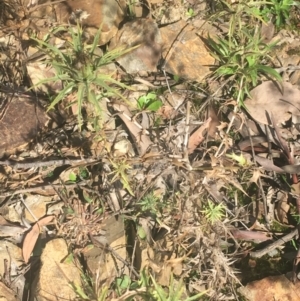 Carthamus lanatus at Acton, ACT - 6 Apr 2021