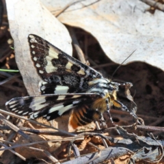 Apina callisto (Pasture Day Moth) at O'Connor, ACT - 4 Apr 2021 by ConBoekel