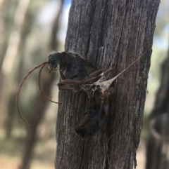 Myrmecia sp. (genus) (Bull ant or Jack Jumper) at Downer, ACT - 6 Apr 2021 by NedJohnston