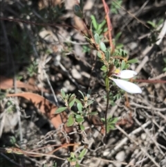 Eriochilus cucullatus at O'Connor, ACT - 6 Apr 2021