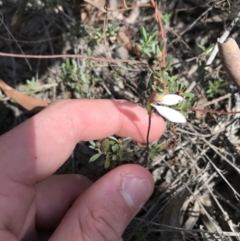 Eriochilus cucullatus at O'Connor, ACT - suppressed