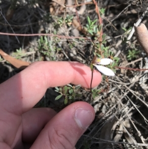 Eriochilus cucullatus at O'Connor, ACT - 6 Apr 2021