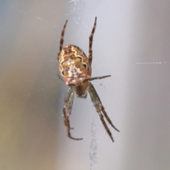 Plebs eburnus (Eastern bush orb-weaver) at O'Connor, ACT - 4 Apr 2021 by ConBoekel