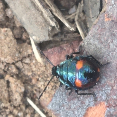 Cermatulus nasalis (Predatory shield bug, Glossy shield bug) at Acton, ACT - 6 Apr 2021 by Ned_Johnston
