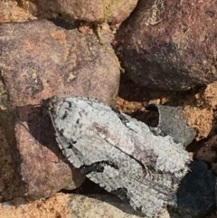 Meritastis pyrosemana at Acton, ACT - 6 Apr 2021 10:50 AM