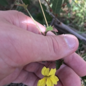 Goodenia hederacea subsp. hederacea at Acton, ACT - 6 Apr 2021 10:52 AM