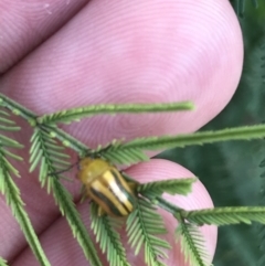 Calomela vittata (Acacia leaf beetle) at Acton, ACT - 6 Apr 2021 by Tapirlord