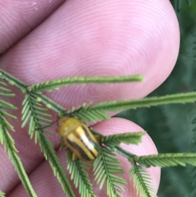 Calomela vittata (Acacia leaf beetle) at Acton, ACT - 6 Apr 2021 by Tapirlord