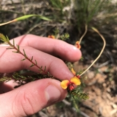 Dillwynia phylicoides (A Parrot-pea) at Acton, ACT - 6 Apr 2021 by Tapirlord