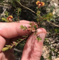 Dillwynia phylicoides at Acton, ACT - 6 Apr 2021