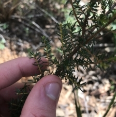 Dillwynia phylicoides at Acton, ACT - 6 Apr 2021