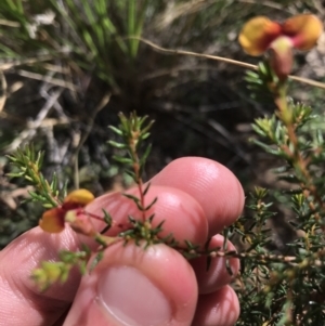 Dillwynia phylicoides at Acton, ACT - 6 Apr 2021