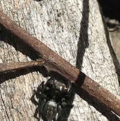 Unidentified Spider at Acton, ACT - 6 Apr 2021 by Tapirlord