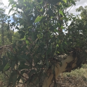 Eucalyptus rossii at Downer, ACT - 6 Apr 2021 11:43 AM