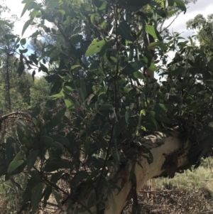 Eucalyptus rossii at Downer, ACT - 6 Apr 2021 11:43 AM