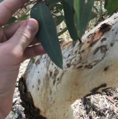 Eucalyptus rossii at Downer, ACT - 6 Apr 2021 11:43 AM