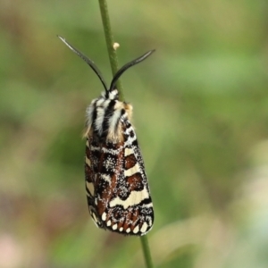 Apina callisto at Symonston, ACT - 6 Apr 2021