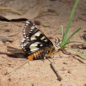 Apina callisto at Symonston, ACT - 6 Apr 2021