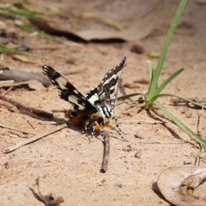 Apina callisto at Symonston, ACT - 6 Apr 2021