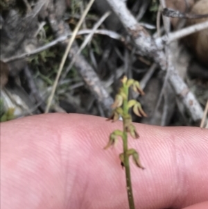 Corunastylis clivicola at Downer, ACT - 6 Apr 2021