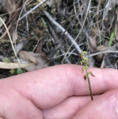 Corunastylis clivicola at Downer, ACT - 6 Apr 2021