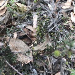 Acacia gunnii (Ploughshare Wattle) at Downer, ACT - 6 Apr 2021 by Tapirlord