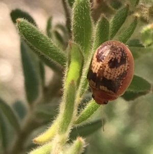 Paropsisterna laesa at Downer, ACT - 6 Apr 2021